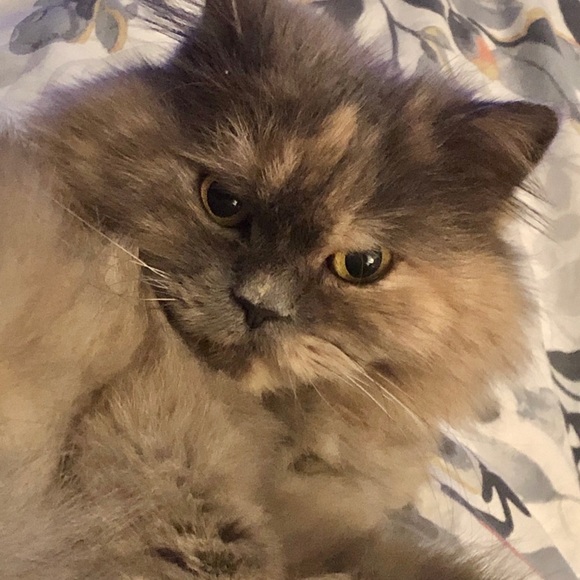 Meet your Posher, Frankie - Picture 1 of 1